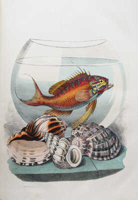 Вокруг света: Журнал землеведения, естественных наук, новейших открытий, изобретений и наблюдений. Год шестой, 1866.